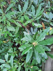 Rhododendron ponticum