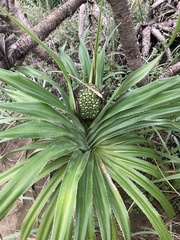 Pandanus odorifer