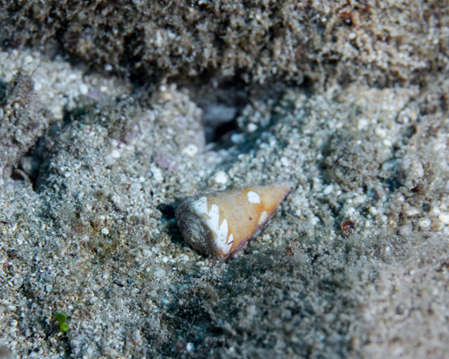 Conus litoglyphus observed 2018-08-19