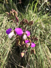 Polygala bracteolata