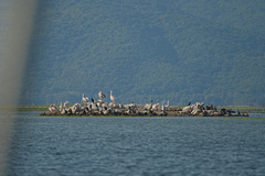 Pelecanus onocrotalus