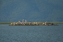 Pelecanus onocrotalus