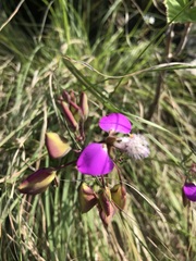 Polygala bracteolata
