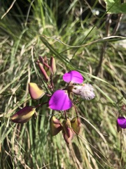 Polygala bracteolata