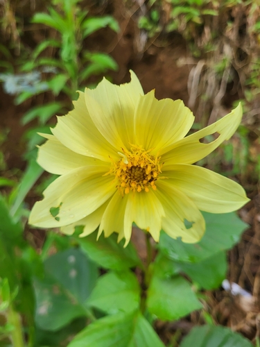Image of Dahlia pinnata by (c) Jacek Pietruszewski, some rights reserved (CC BY)