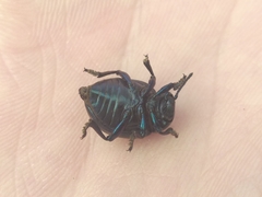 Timarcha goettingensis