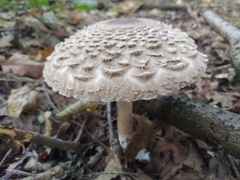 Chlorophyllum olivieri