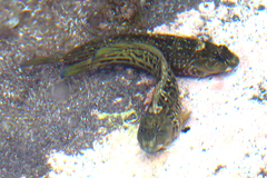 Parablennius parvicornis