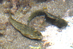 Parablennius parvicornis