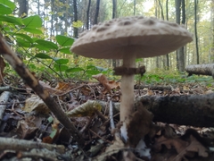 Chlorophyllum olivieri