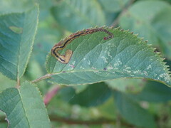 Stigmella anomalella