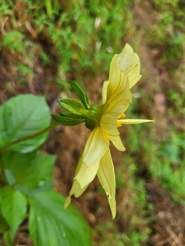 Image of Dahlia pinnata by (c) Jacek Pietruszewski, some rights reserved (CC BY)