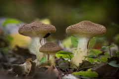 Armillaria sinapina