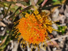 Leucospermum prostratum