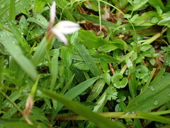 Lobelia chinensis