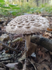 Chlorophyllum olivieri