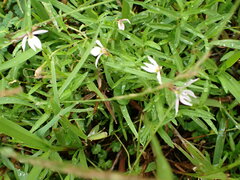 Lobelia chinensis