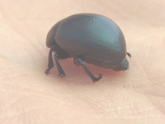 Timarcha goettingensis