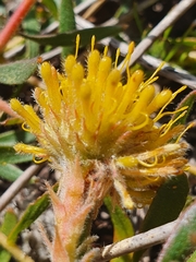 Leucospermum prostratum