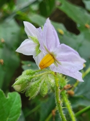 Solanum