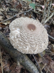 Chlorophyllum olivieri