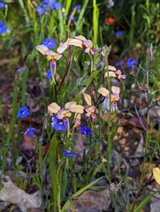 Diuris longifolia