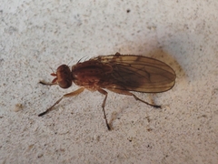 Dryomyza anilis