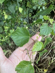 Ampelopsis glandulosa hancei
