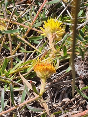 Leucospermum prostratum