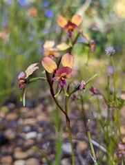 Diuris longifolia