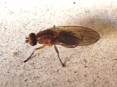 Dryomyza anilis