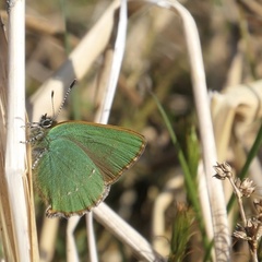 Callophrys rubi