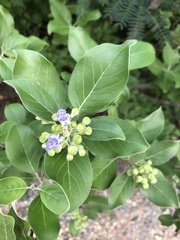 Vitex
