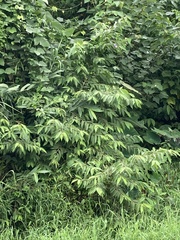 Callicarpa formosana