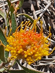 Leucospermum prostratum