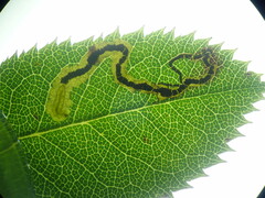 Stigmella anomalella