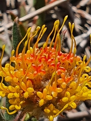 Leucospermum prostratum