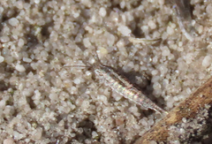 Meinertellidae