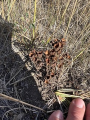 Aphyllon fasciculatum