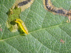 Stigmella anomalella