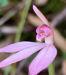 Caladenia
