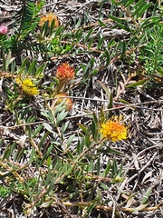 Leucospermum prostratum