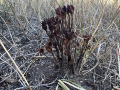 Aphyllon fasciculatum