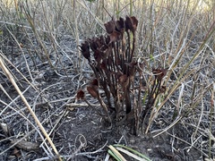 Aphyllon fasciculatum