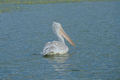 Pelecanus crispus