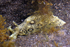 Aplysia dactylomela