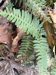 Polypodium virginianum