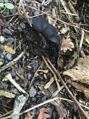 Daldinia concentrica