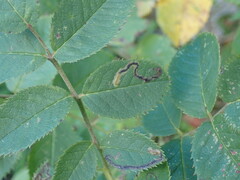 Stigmella anomalella