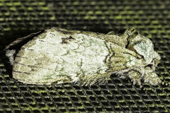 Macrurocampa marthesia